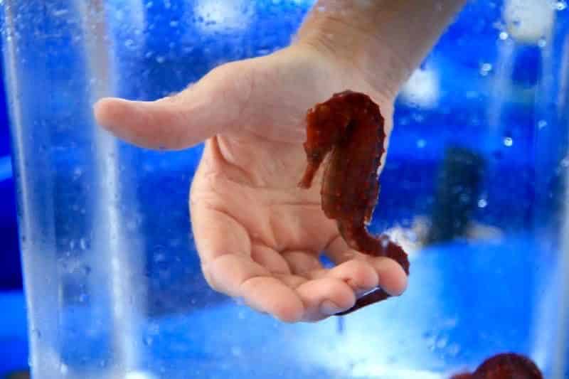 Seahorse Farm Kona